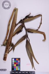 Heliconia solomonensis