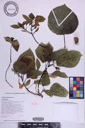 Cordia subcordata