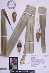 Pandanus tectorius