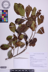 Ficus microcarpa