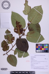 Ficus microcarpa