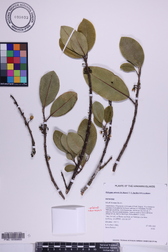 Melicope anisata