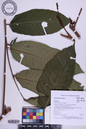 Aglaia mariannensis