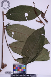 Aglaia mariannensis