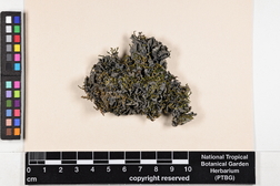 Leptogium austroamericanum image