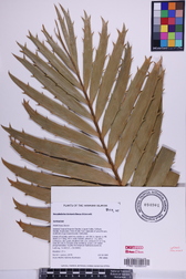 Encephalartos ituriensis