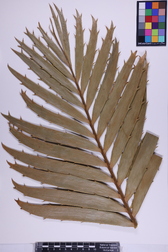 Encephalartos ituriensis