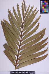 Encephalartos ituriensis