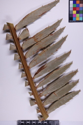 Encephalartos ituriensis