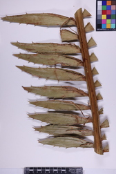 Encephalartos ituriensis