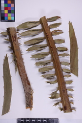 Encephalartos ituriensis