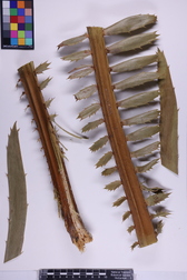 Encephalartos ituriensis