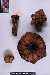 Encephalartos ituriensis