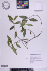 Alyxia stellata