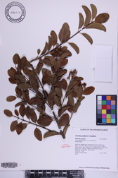Santalum ellipticum