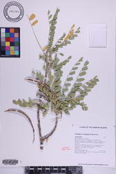 Sesbania tomentosa