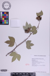 Gossypium tomentosum