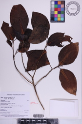 Ficus microcarpa