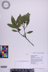 Dodonaea viscosa