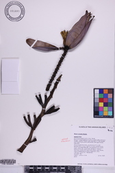 Musa ornata