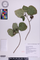 Lebronnecia kokioides