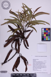 Acacia koa