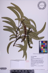 Acacia koaia