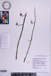 Trematolobelia kauaiensis