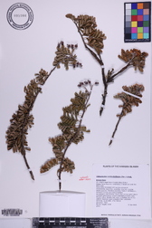Osteomeles anthyllidifolia