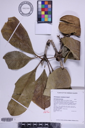 Pittosporum napaliense