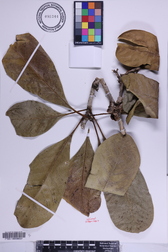 Pittosporum napaliense