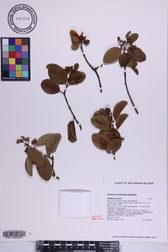 Santalum ellipticum