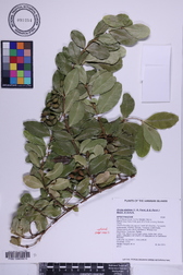 Alyxia stellata