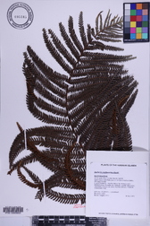 Sadleria cyatheoides