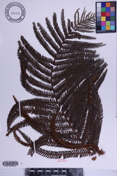 Sadleria cyatheoides