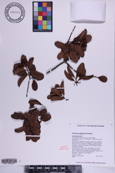 Santalum ellipticum