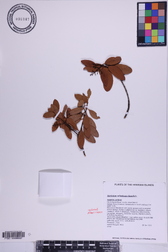 Santalum ellipticum
