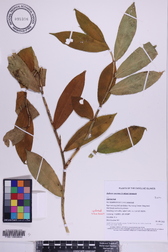 Hellenia speciosa