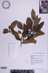 Psydrax odorata