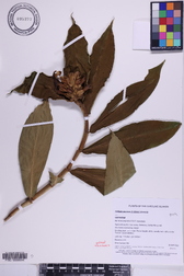 Hellenia speciosa
