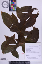 Tacca leontopetaloides