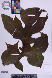 Tacca leontopetaloides