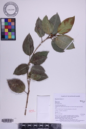 Ficus microcarpa