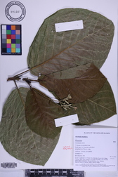 Guettarda speciosa