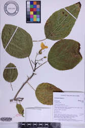 Cordia subcordata