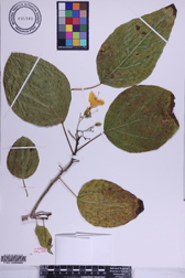 Cordia subcordata