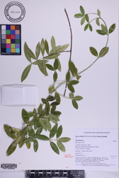 Alyxia stellata