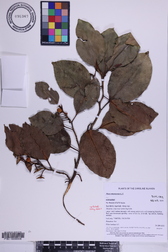 Ficus microcarpa