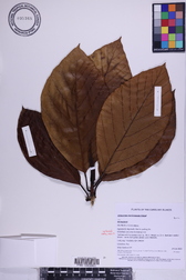 Artocarpus mariannensis