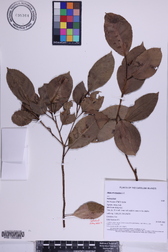 Ficus microcarpa